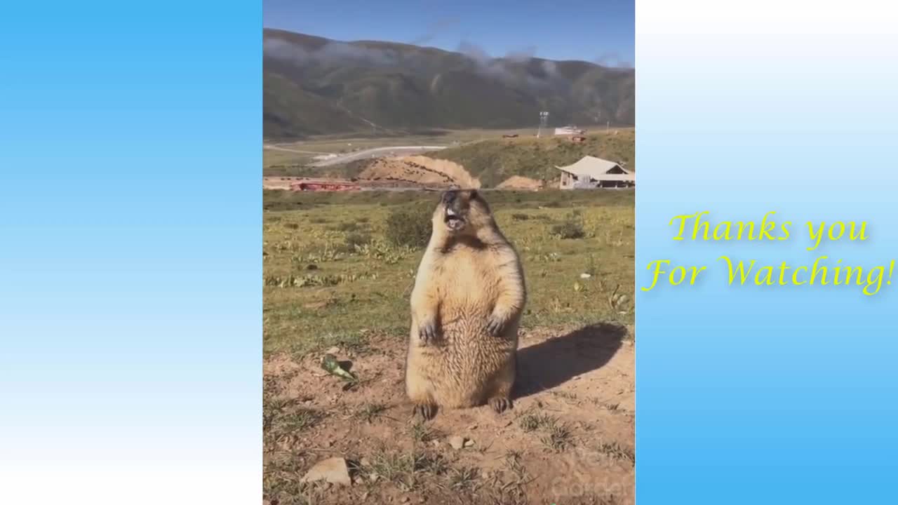 funny unfortunate moments of animals