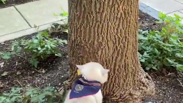 Funny cat scratching tree
