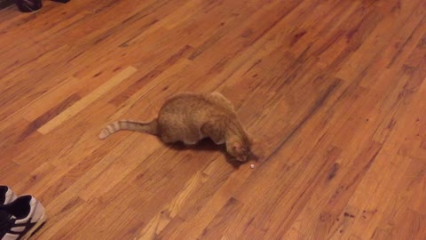 Blind Cat has Hockey Skills