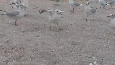 seagulls on the shore