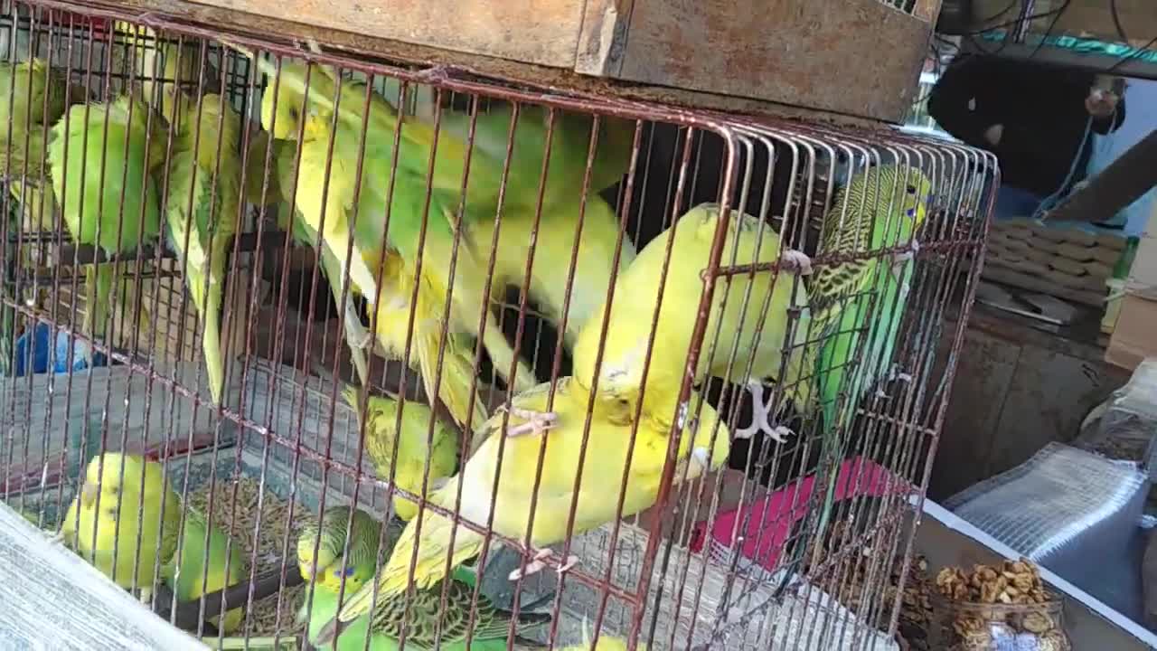 Parrots couple love each other and kiss.