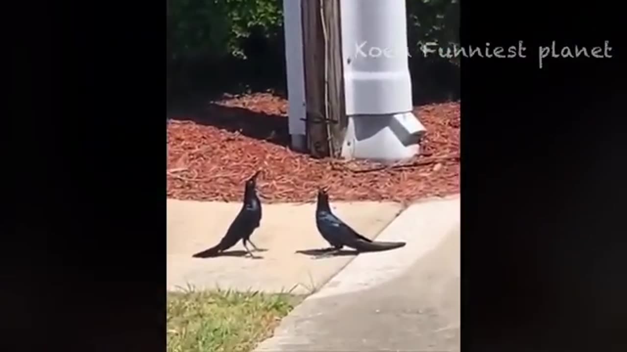 Funny video
