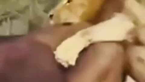 Lion and buffalo fight👊👊👊👊👊