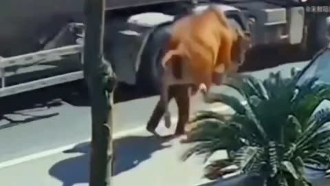 Cow kicks man into on-coming truck