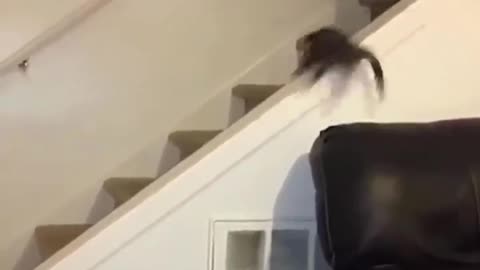 Cat slips trying to climb stairs