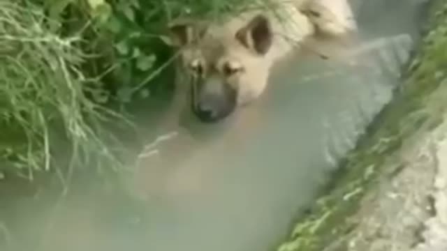 The dog bathed in the river under the hot weather in the tropics
