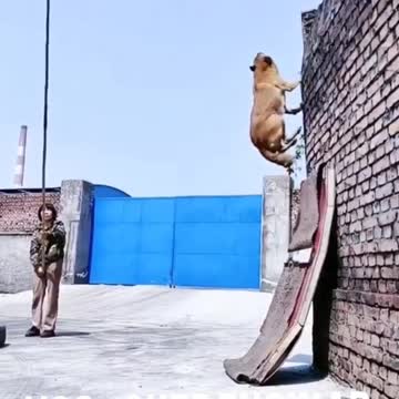 🐕pastor being trained strong