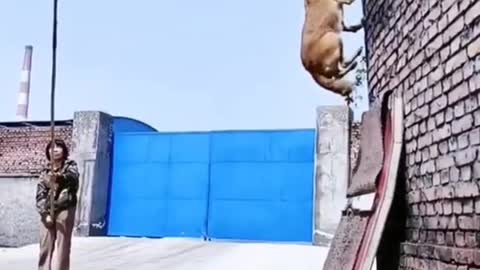 🐕pastor being trained strong