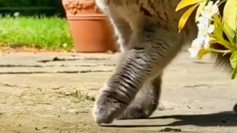 Cat entry