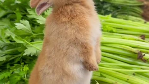 Cute animal