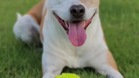funny dog videos for kids