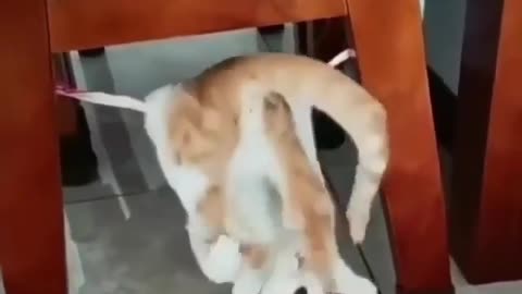 funny cat 😹😂😹😹