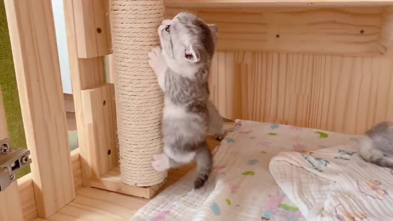 The little kittens start walking 2021 #3