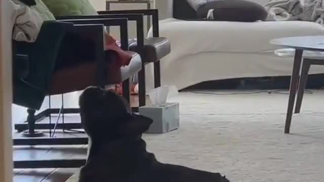 SOUND ON 🔊 Good Morning 🌄 #shorts #frenchie