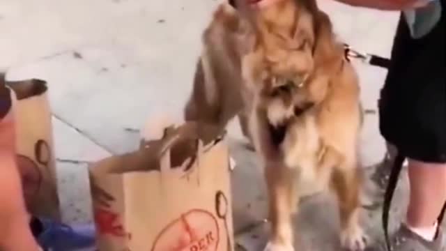 What a Foodie!🤣🤣 This Dog need a food so the dogs try to Snatching the food from a Person