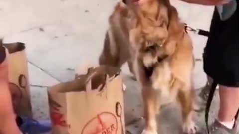 What a Foodie!🤣🤣 This Dog need a food so the dogs try to Snatching the food from a Person