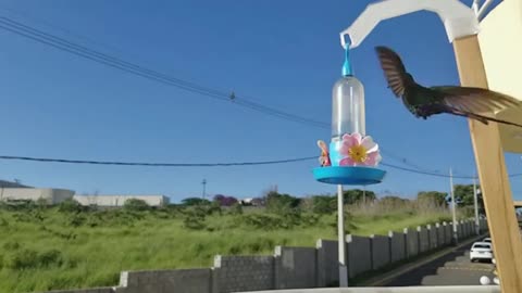 Scissor hummingbird in slow motion