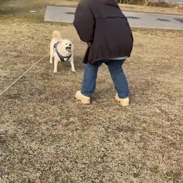 Funniest Funny Dog Playing With Owner That Will Make You Laugh Funny Videos
