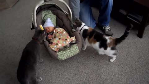 Cats loves babies