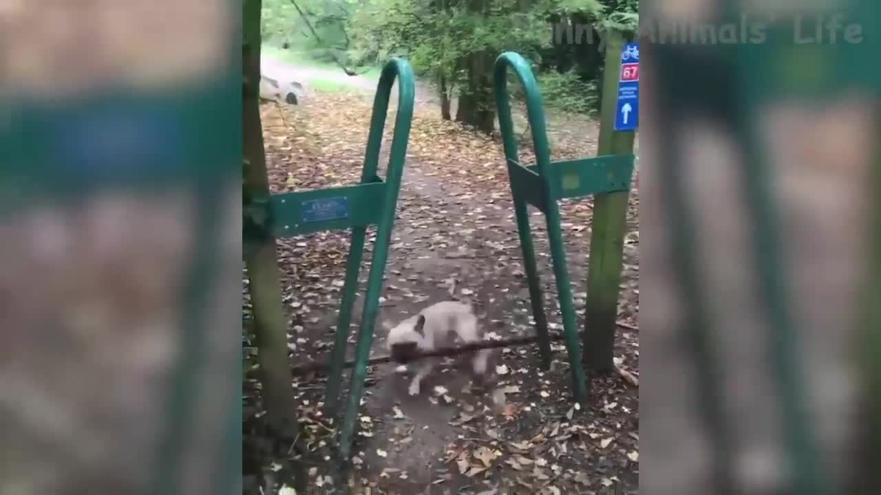 Dogs and cat funniest compilations