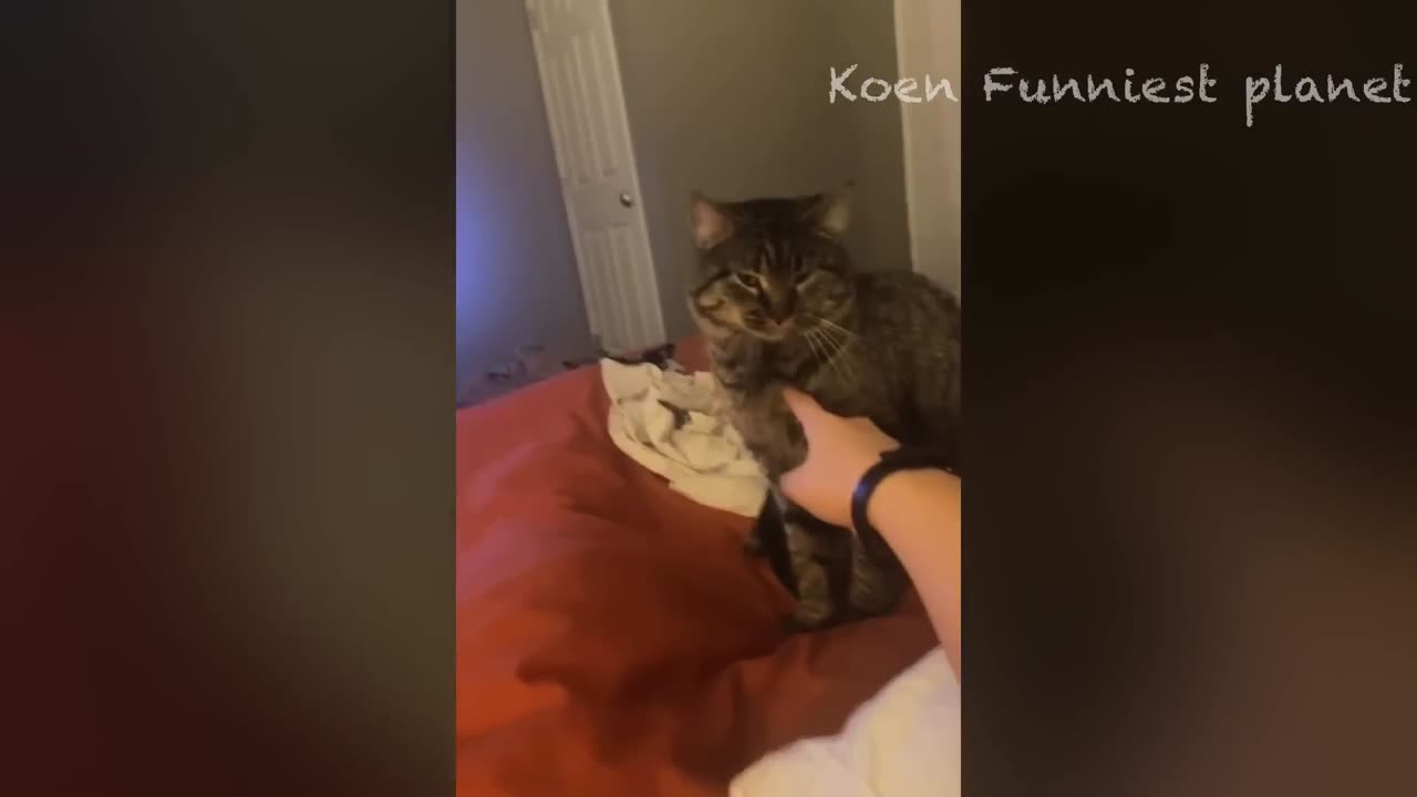 Best Funniest Animals Videos 😅 - Funny Dogs And Cats Videos 2023😇 #10