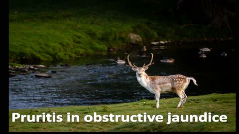 pruritis in obstructive jaundice