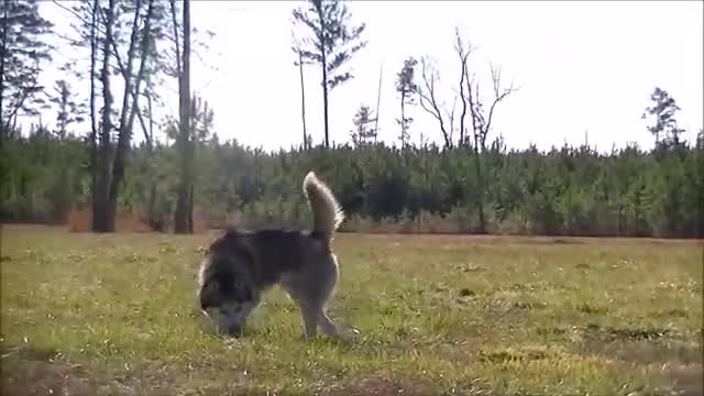 Dog Was Chained Up His Entire Life, Gets Second Chance At Happiness