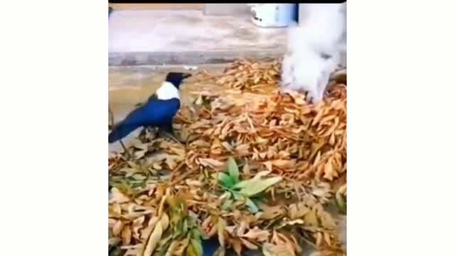 How the bird extinguishes the fire in the leaves of the tree!