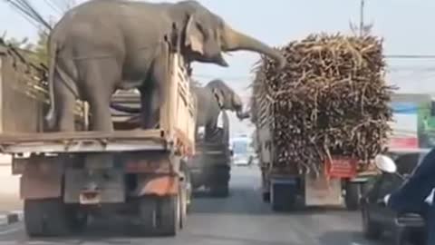Elephant stealing sugarcane