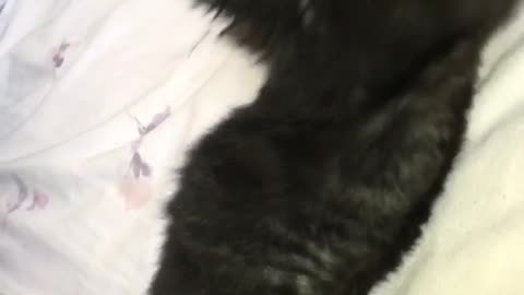 Black cat playing with toy monkey