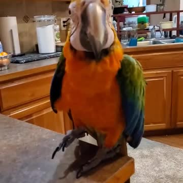 so funny i love that do you