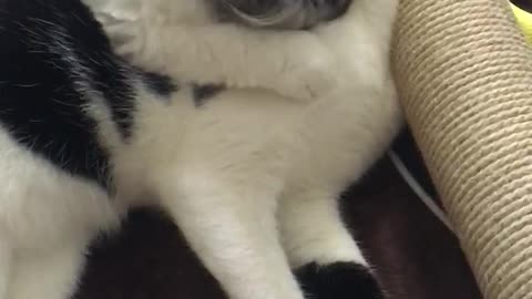Grooming Turns Kitty Into Ultimate Purr Machine