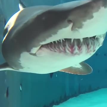 The real Bruce from Finding Nemo!