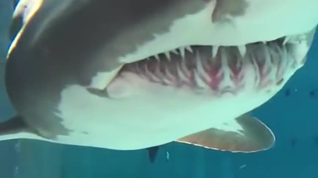 The real Bruce from Finding Nemo!