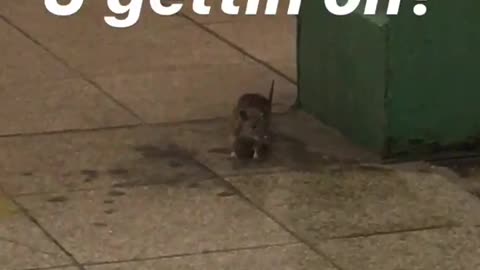 You getting on ok rat on platform