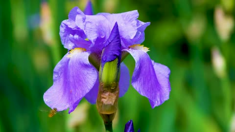 Purple lilies