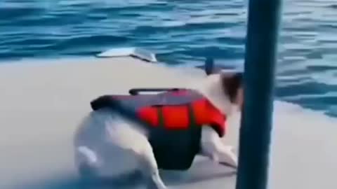 Dog comedy video