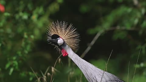 Amazing scenes of wild Animals
