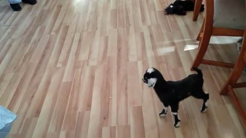 Cute Baby playing with Goat Baby