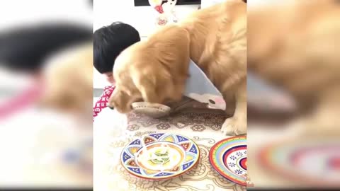 Dogs And Cats Reaction To Food - Funny Animal Reaction Funny