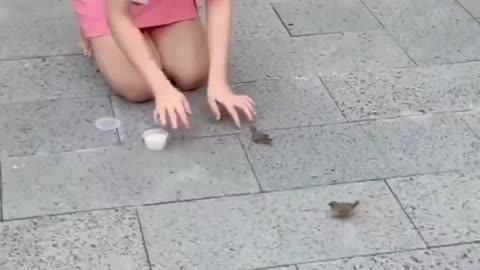 Funny Animal Video