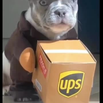 Puppy Dressed As Package Delivery - TikTok Dogs (Funny Animals #401)
