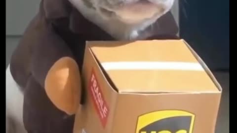 Puppy Dressed As Package Delivery - TikTok Dogs (Funny Animals #401)