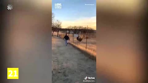 Man vs ostrich race - funny