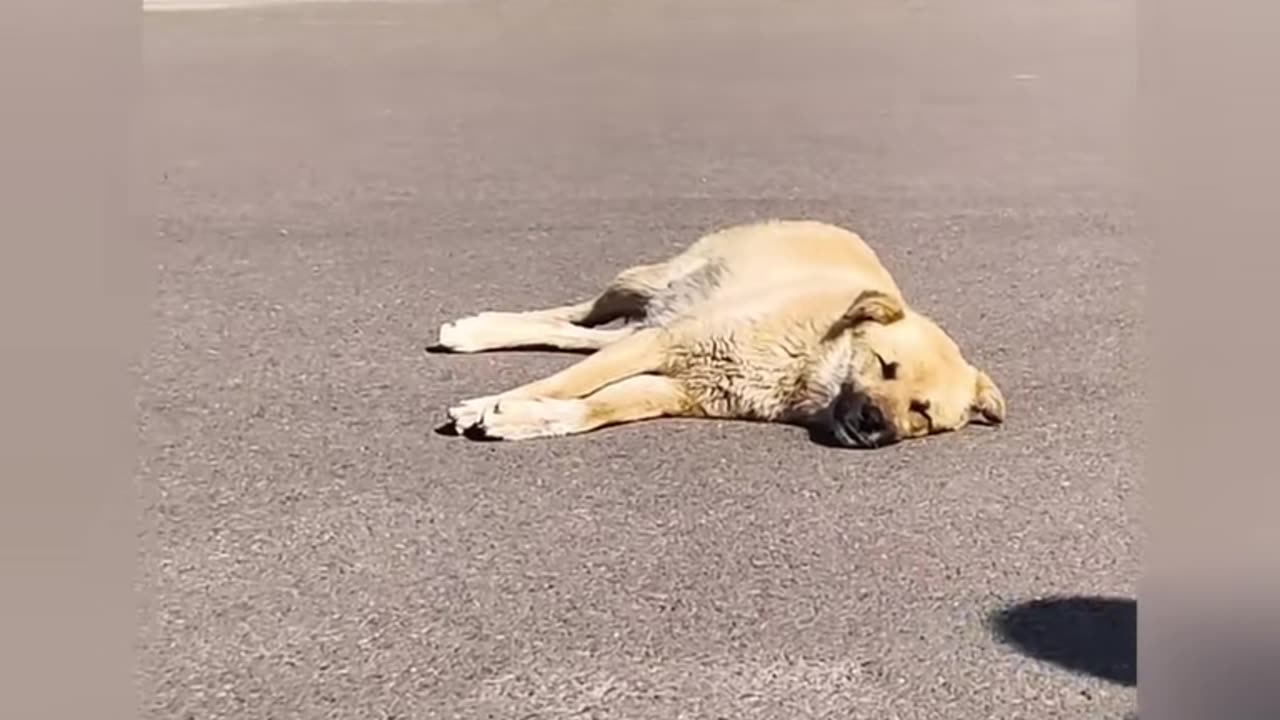 #Funny #Funny video#laugh# interesting#video#short video#short#short cut