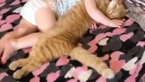 cats video funny 2022