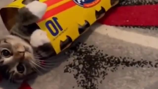 # cute pet # record cat daily # cute pet # puppy cat # cat confusing behavior # cat