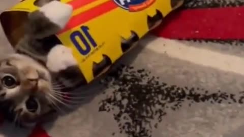 # cute pet # record cat daily # cute pet # puppy cat # cat confusing behavior # cat