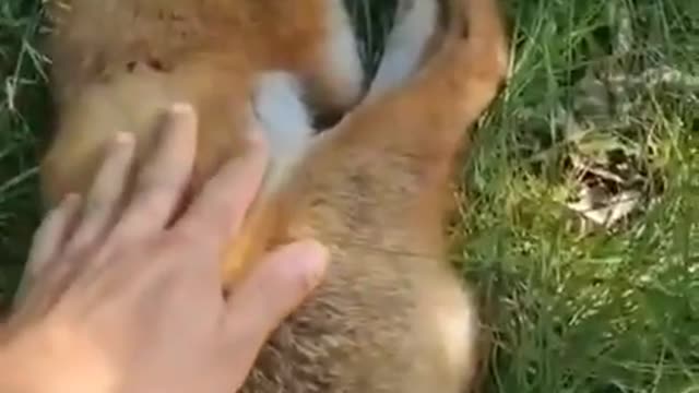 The sleeping fox. Watch to the end