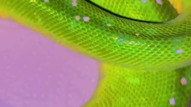 Snake creature in another world caught on camera